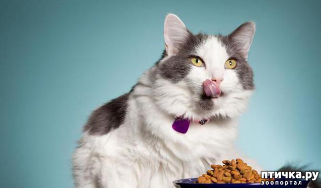 фото 1: Вреден ли сухой корм для кошек: отзывы ветеринаров.