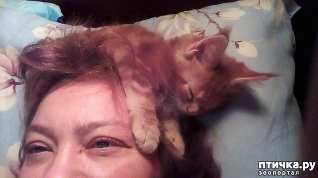 ���� 5: �����������, �� ���������� ������)))