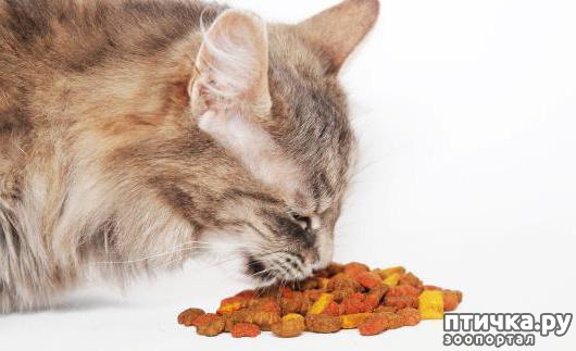 фото 2: Вреден ли сухой корм для кошек: отзывы ветеринаров.