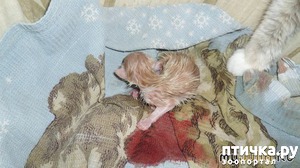 ����: ������� ����