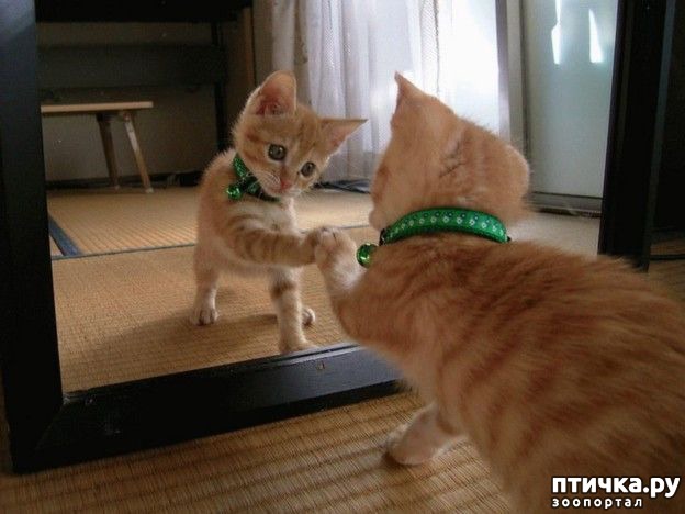 ���� 6: ����� � �������)))