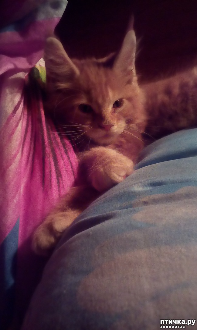 ���� 8: �����������, �� ���������� ������)))