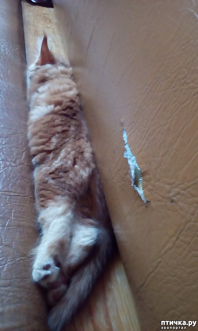 ���� 6: �����������, �� ���������� ������)))