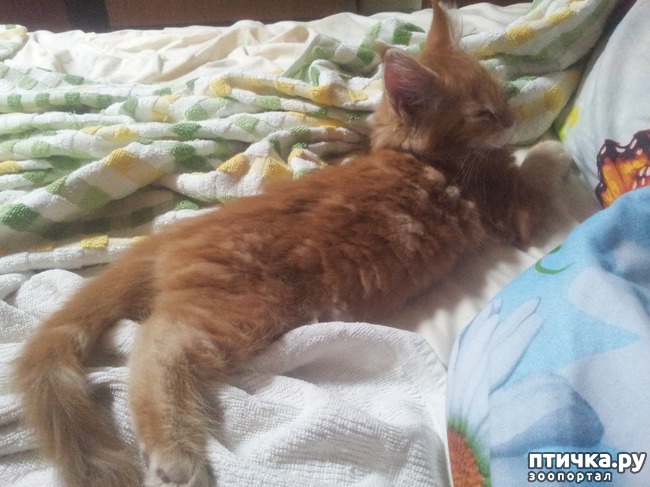 ���� 7: �����������, �� ���������� ������)))