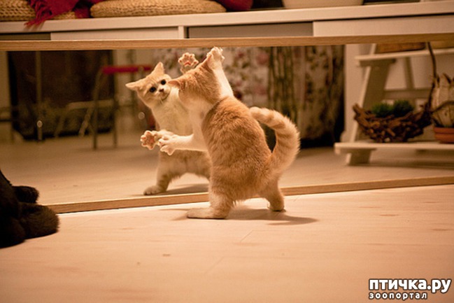 ���� 11: ����� � �������)))