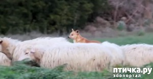 ����: ����� ���������� �������� ������))) "������ ����, ������ �����)"))