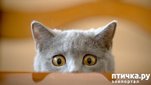 ����: ���� �� ������� (���������� ��� ������)