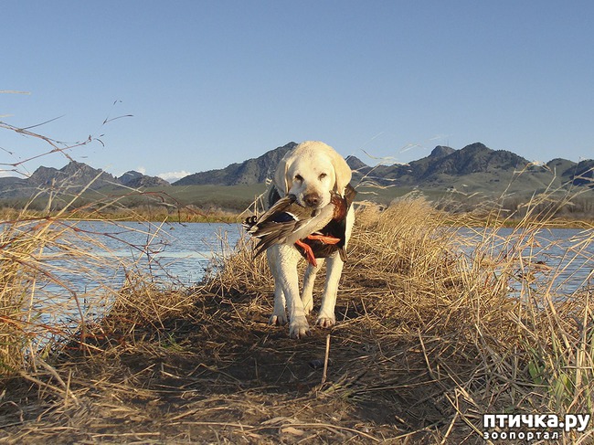 ���� 2: ���� �� ������� (���������� ��� ������)