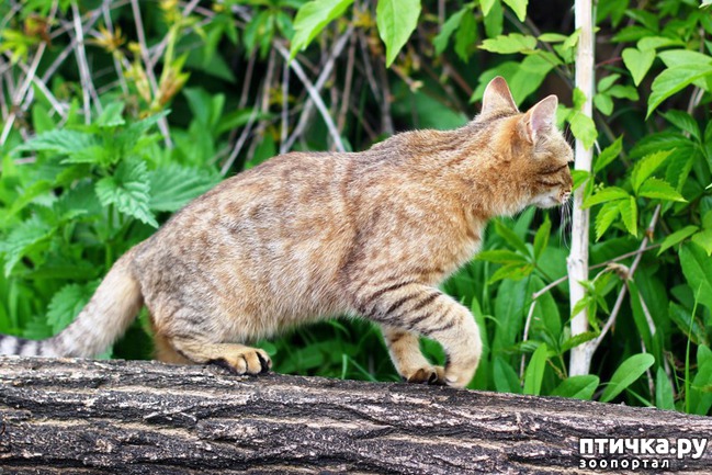 ���� 4: ���� �� ������� (���������� ��� ������)