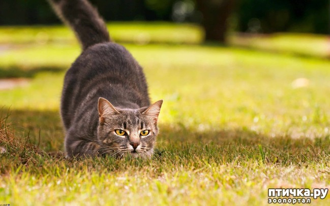 ���� 6: ���� �� ������� (���������� ��� ������)