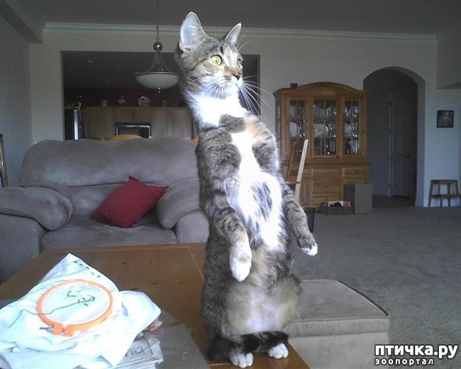 ���� 7: ���� �� ������� (���������� ��� ������)