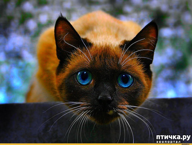 ���� 8: ���� �� ������� (���������� ��� ������)