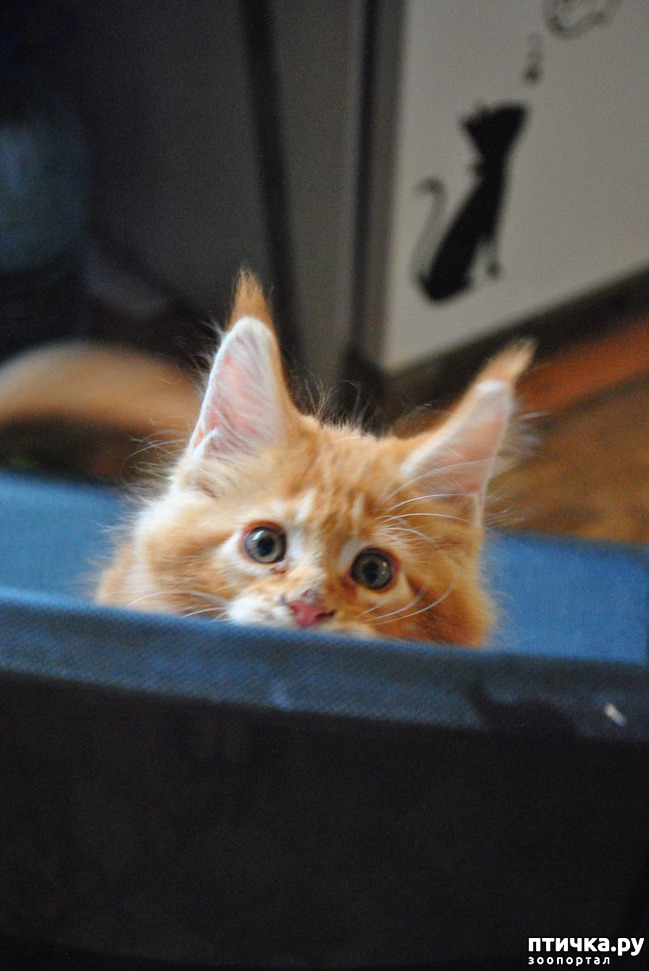 ���� 10: �����������, �� ���������� ������)))