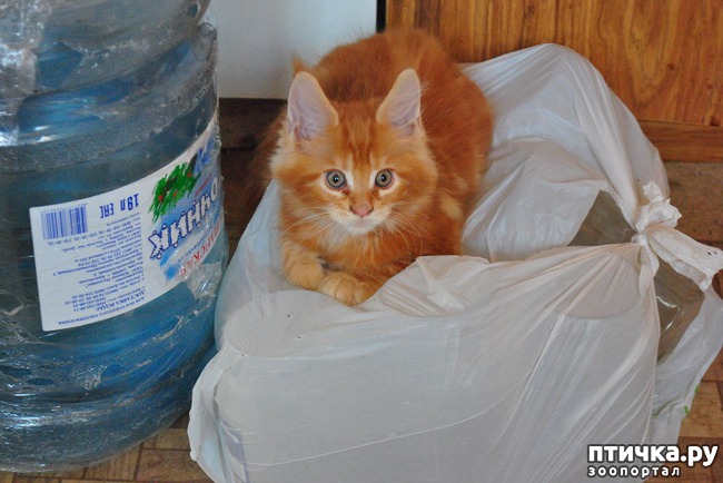 ���� 9: �����������, �� ���������� ������)))