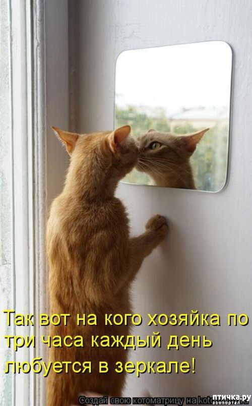 Открытки страх, смешные картинки про зеркало с надписью
