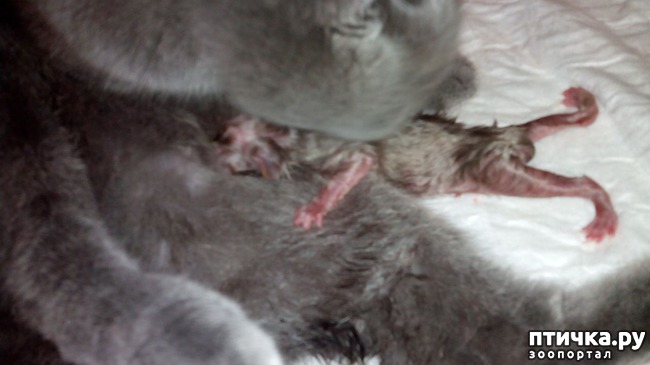 фото 4: Как помочь кошке во время родов
