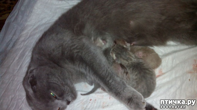 фото 7: Как помочь кошке во время родов