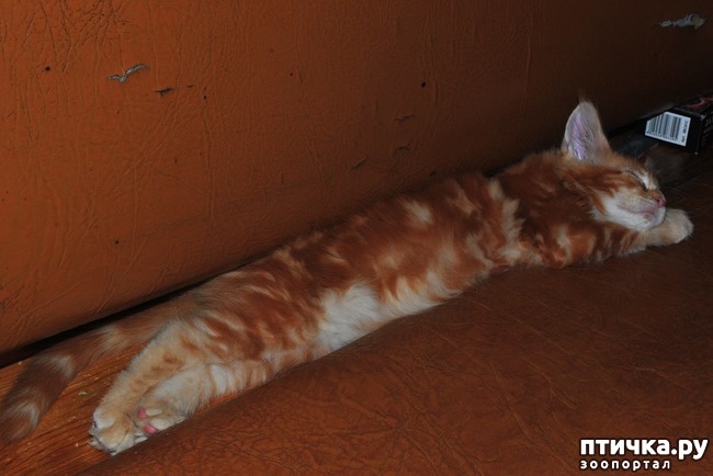 ���� 12: �����������, �� ���������� ������)))