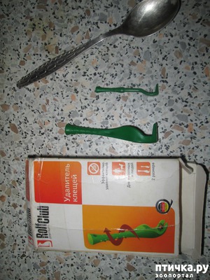 ����: ����������