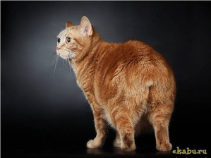 ����: ��� ��� ��� ����� ��� ��� ����������