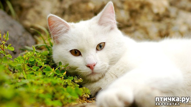 ���� 1: ������ ����� ���������?