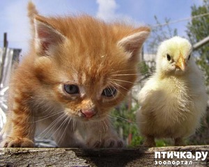 ����: ���� � ����.