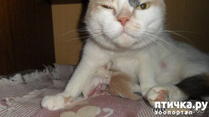 ����: ������� �����.