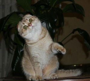 ����: ����������� ������