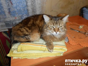 ����: ���������� �������. ���������� ����� � ���������� ���������� � ������� ���������.