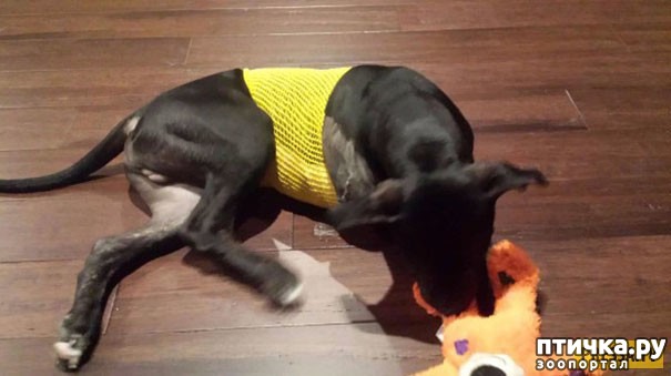 ���� 4: ����������� ���� ����������� �� ������ �����-��������