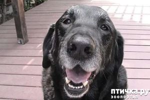 ����: ������� ����� �� �������������. �. �������� (�����������)