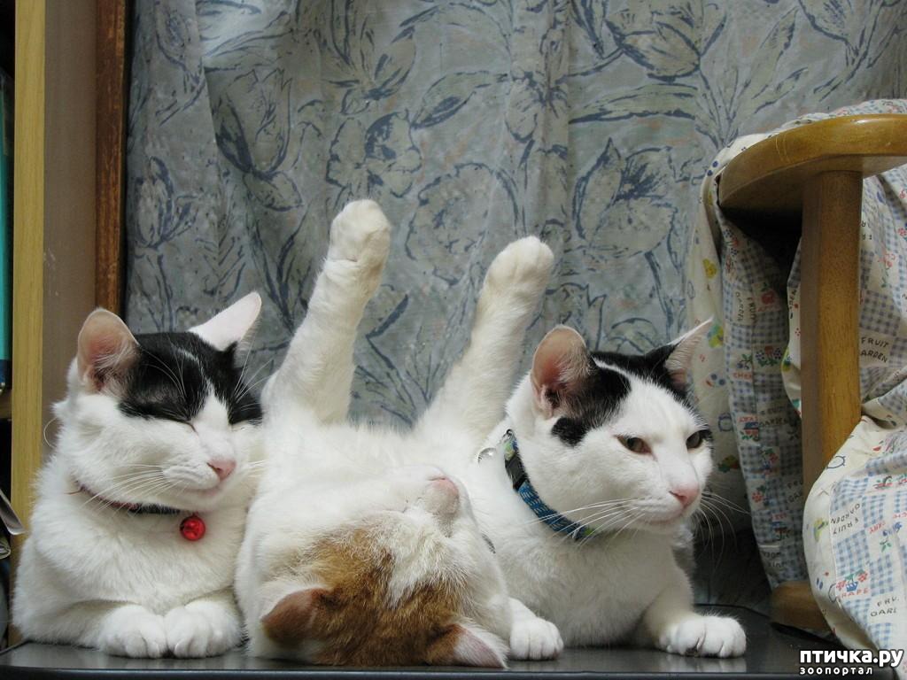 Смешные фотки 3 кота