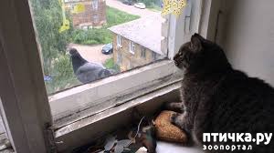 ���� 4: 5 ������� �������� ������� ���� ����������