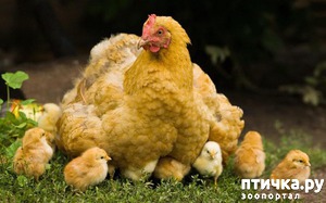 ����: �������.