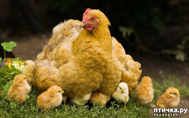 ���� 1: �������.