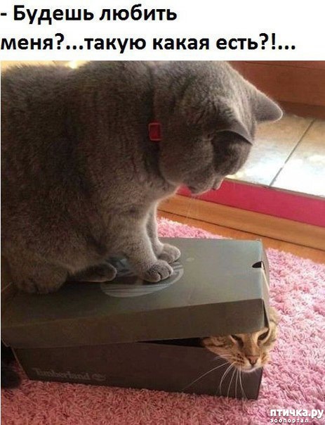 ���� 13: ��� �������� �������.