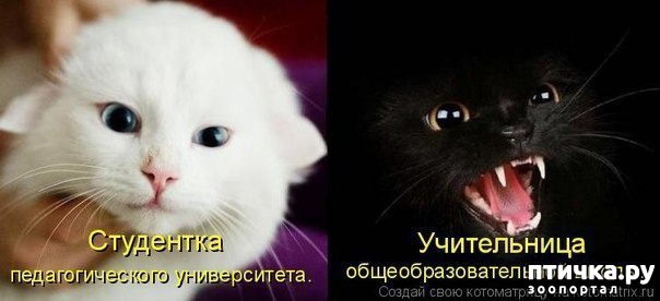 ���� 16: ��� �������� �������.