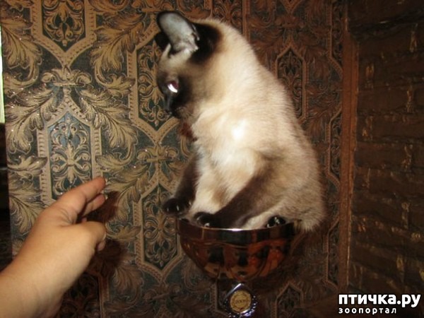 ���� 6: ����������� ����