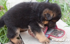 ����: ������ �����.