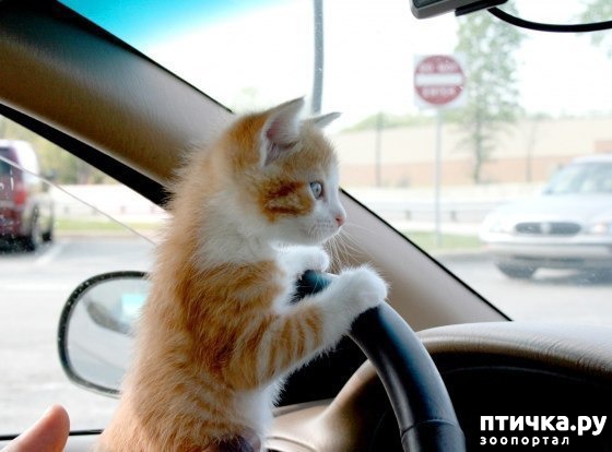 ���� 20: ��� �������� �������.