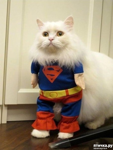 ���� 23: ��� �������� �������.