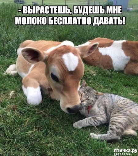 ���� 25: ��� �������� �������.