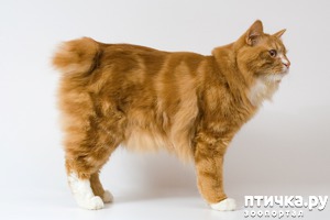 ����: ����������� ����