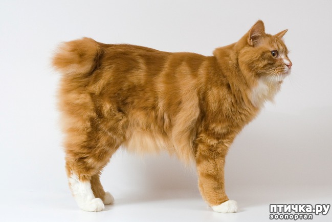 ���� 1: ����������� ����