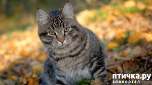 ����: ����������� ��������� ����.