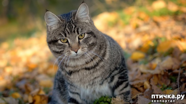 ���� 1: ����������� ��������� ����.