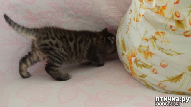 ���� 22: ��� �������� �������.