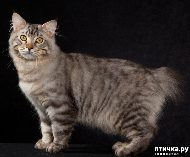 ���� 4: ����������� ����