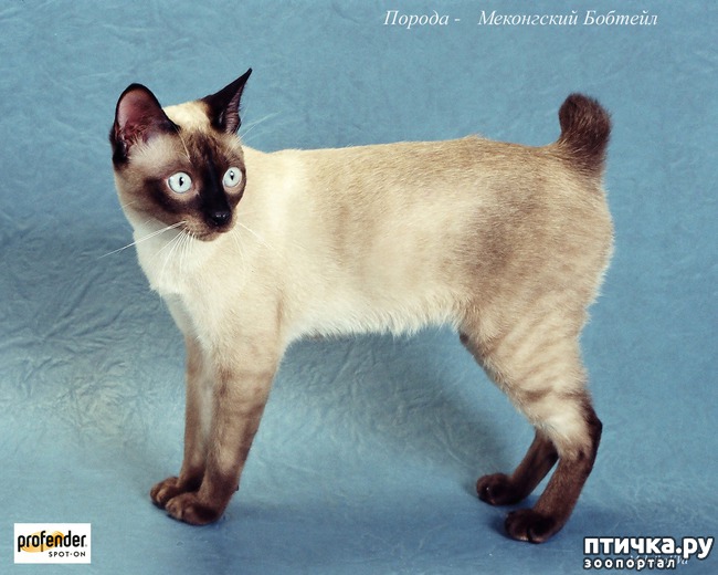 ���� 5: ����������� ����