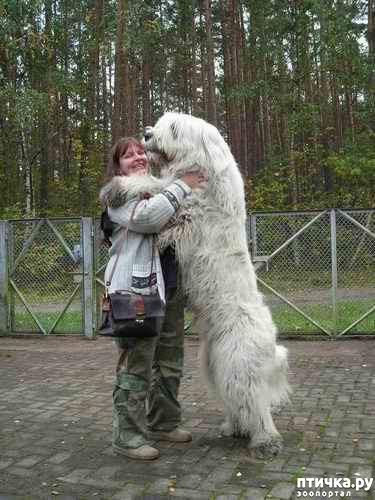 ���� 1: Amiata: ������ (� �������)